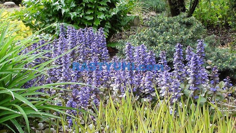 Живучка в саду: сорта, плюсы и минусы Видео о живучке