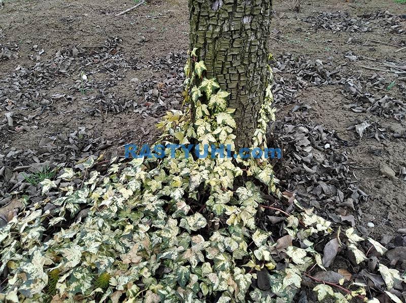 Плющи - красота в саду или агрессоры? Видео плющ в саду