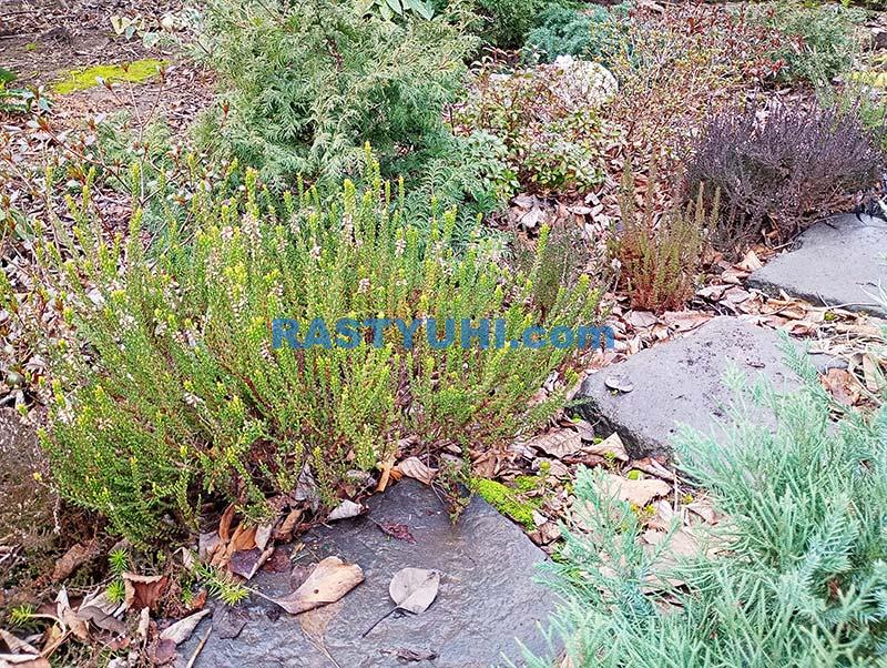 Вересковые растения в моем саду Видео вересковые растения в саду