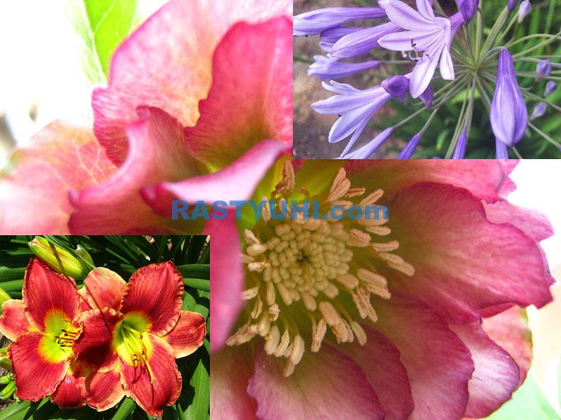 Долговечные садовые многолетники Видео долговечные многолетники