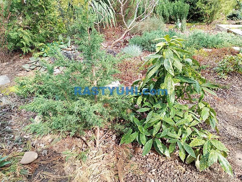 Аукуба японская - выращивание в саду aukuba-yaponskaya-v-sadu