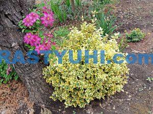 beresklet–forchuna-emerald-and-gold