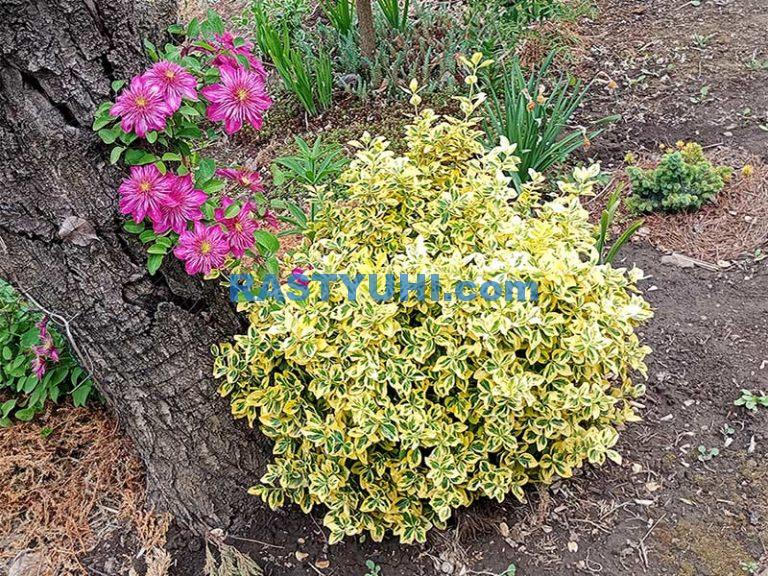 beresklet–forchuna-emerald-and-gold