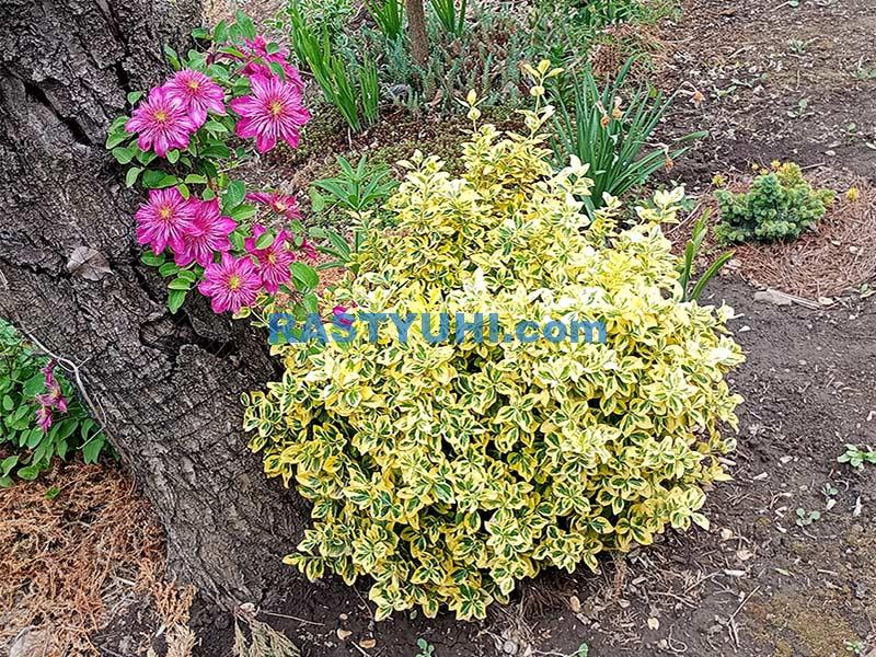 Бересклет Форчуна: уход, размножение, вредители Бересклет Форчуна Emerald and gold