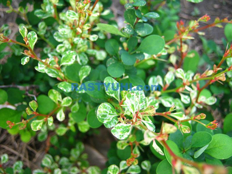 Обзор моих барбарисов в мае Видео барбарисы весной