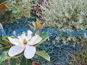 video-cvetenie-kustarnikov-osenyu