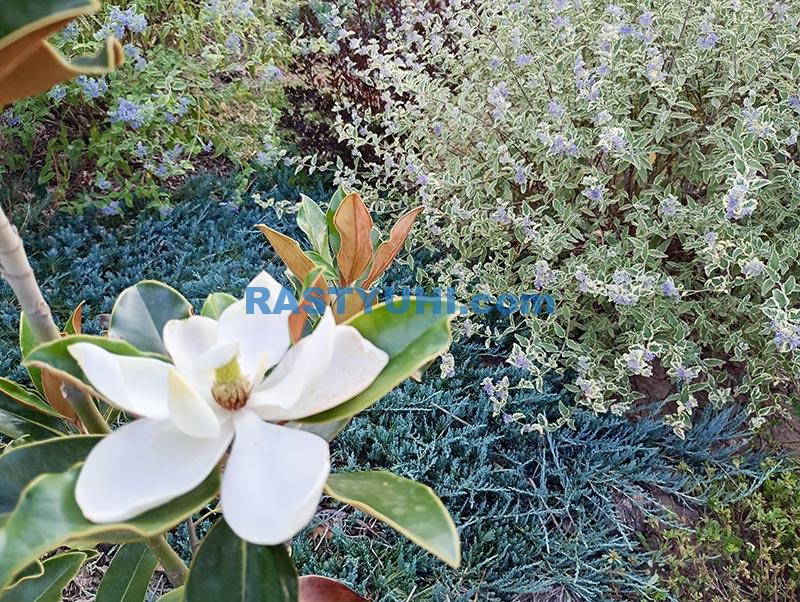 Цветение кустарников в сентябре Видео цветение кустарников осенью