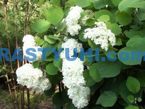 Video-drevovidnaya-gortenziya