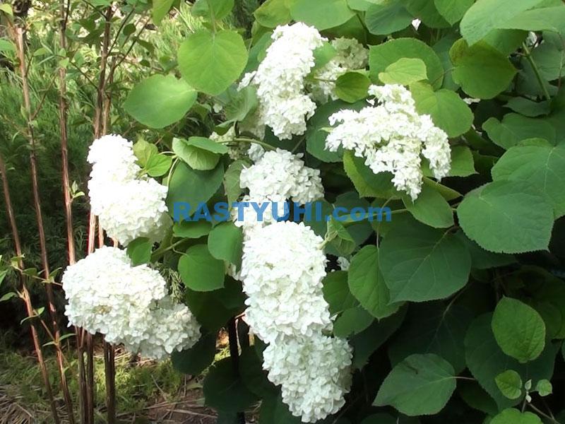 Видео древовидная гортензия