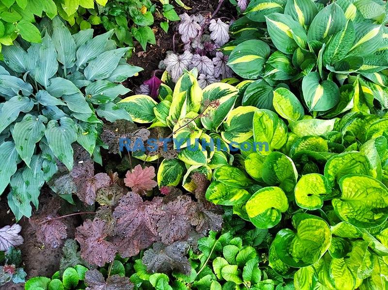 Выращивание хосты на юге Выращивание хосты на юге