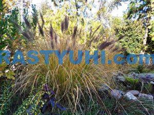 video-pennisetum