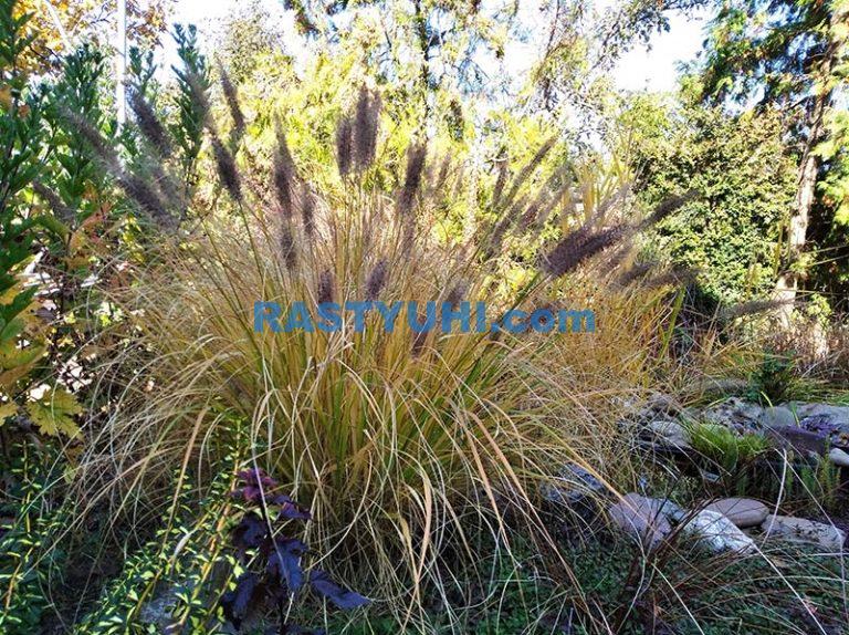 video-pennisetum