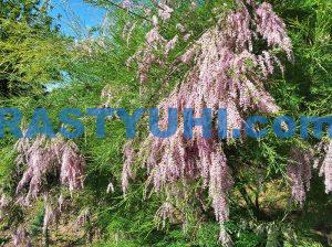 Видео тамарикс