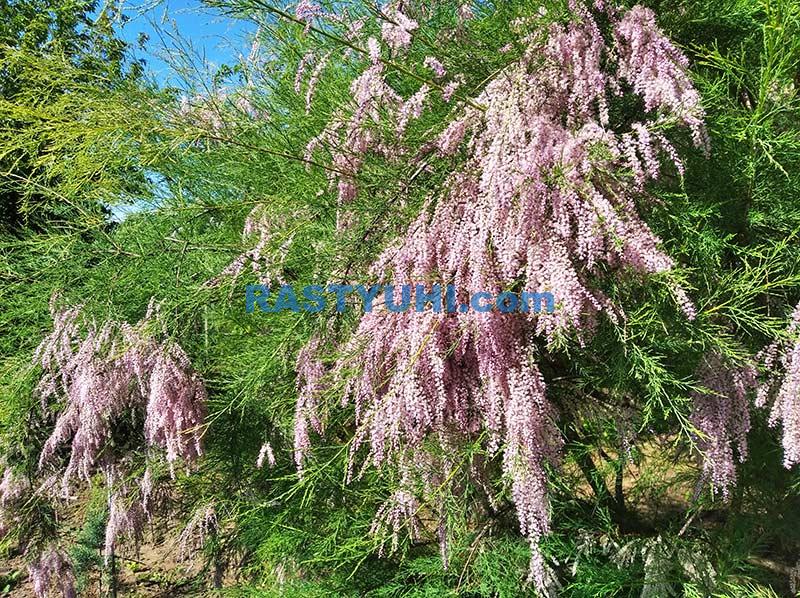 Тамарикс - виды и агротехника Тамарикс - виды и агротехника