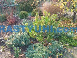 cvetenie-kustarnikov-v-dekabre