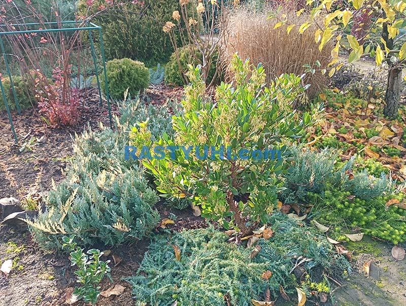 Цветение кустарников в декабре