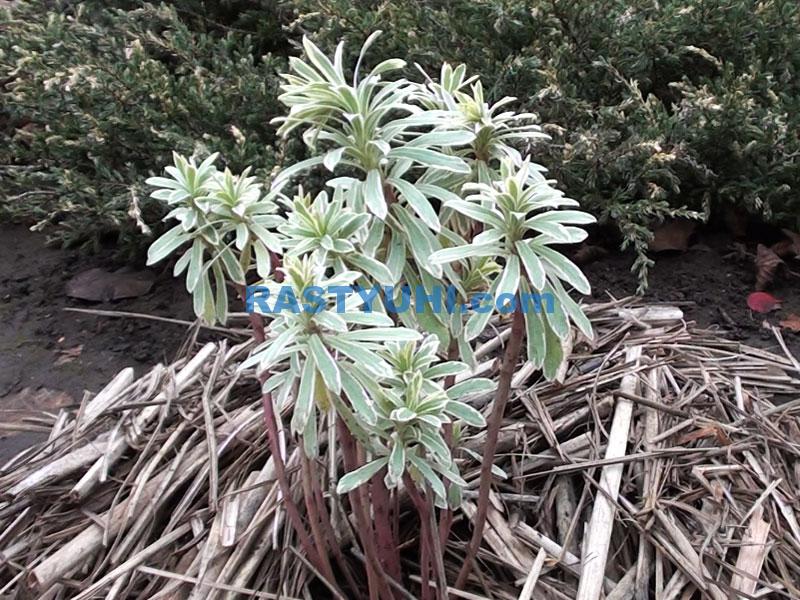 Новинки вечнозеленых многолетников, 2025 год Новинки вечнозеленых многолетников