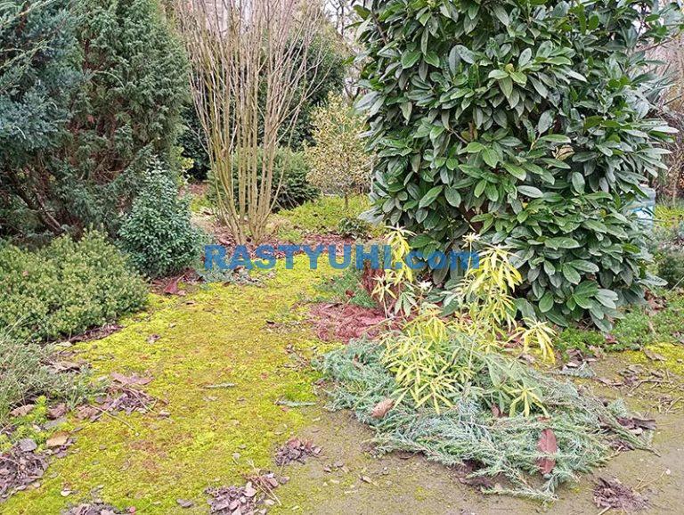 vechnozelenye-kustarniki-25