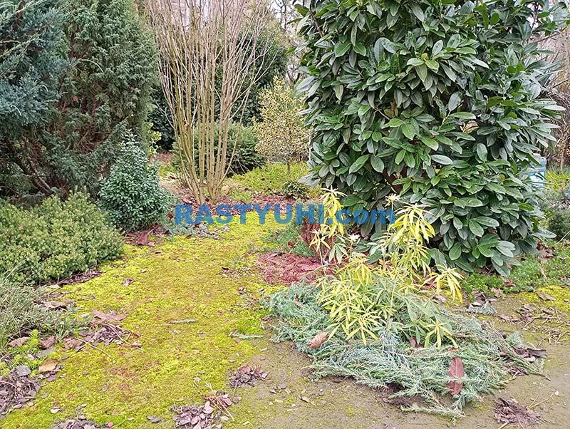 Новинки вечнозеленых кустарников, 2025 год Вечнозеленые кустарники 2025 год