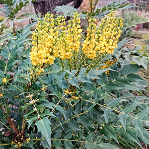 Растение магония