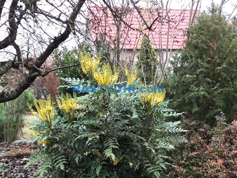 Цветение магонии Winter Sun